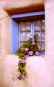 Photography--Color-EditorialLavender and Lace