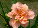 Photography--Color-FloralPeachy Petals