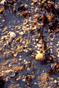 Photography--Color-EditorialSeashells At Sunset