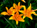 Photography--Color-FloralTiger Lilies