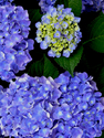 Photography--Color-FloralTouch of Blue