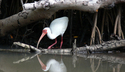 Photography--Color-AnimalsWhat's For Dinner?
