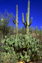 Photography--Color-LandscapeCactus Field