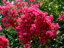 Photography--Color-FloralCrepe Myrtle