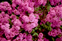 Photography--Color-FloralLilac Wishes
