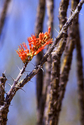 Photography--Color-FloralOcotillo