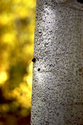 Photography--Color-NatureSilver and Gold