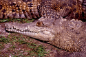 Photography--Color-AnimalsCrocodile Portrait