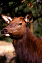 Photography--Color-AnimalsElk Portrait