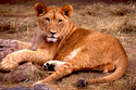Photography--Color-AnimalsFuture King