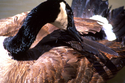 Photography--Color-AnimalsGoose Feathers