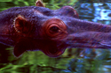 Photography--Color-AnimalsHippo