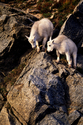 Photography--Color-AnimalsKids At Play