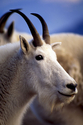 Photography--Color-AnimalsRocky Mountain Goat
