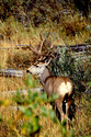 Photography--Color-AnimalsRocky Mountain Mule Deer