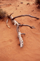 Photography--Color-NatureAdrift in the Sand