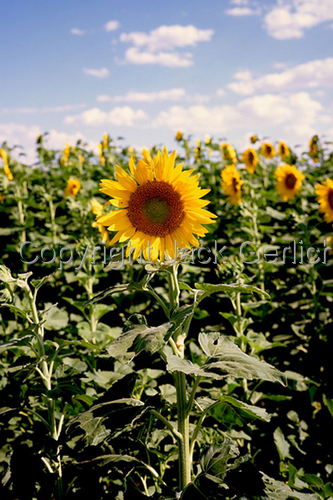 Photography-Floral-The Standout