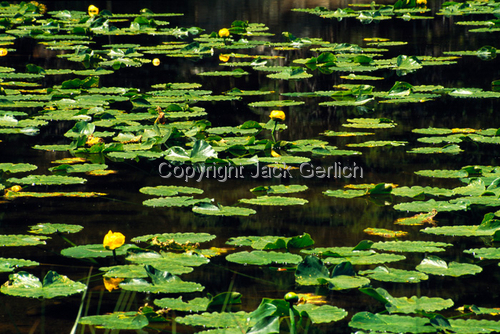 Photography-Landscape-Water Lilies