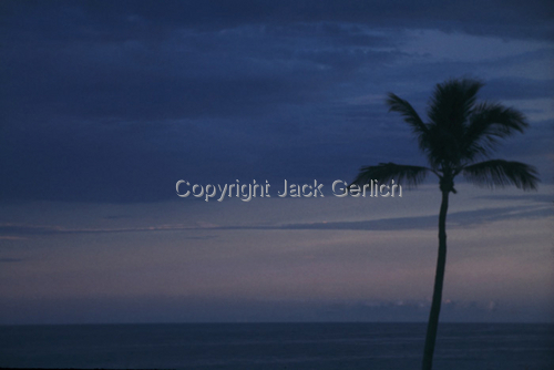 Photography-Seascape-Whispering Palm
