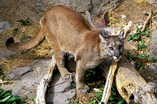 Photography-Nature-Canyon Cougar
