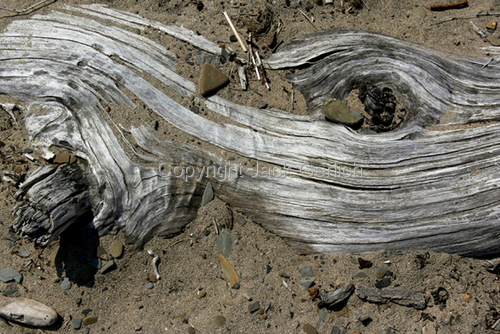 Photography-Editorial-Driftwood I