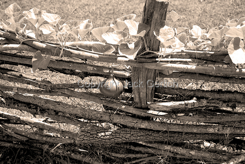 Photography-Editorial-Gourd On Fence