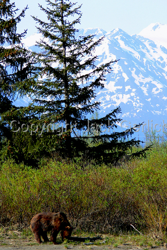 Photography-Nature-Grizzly I
