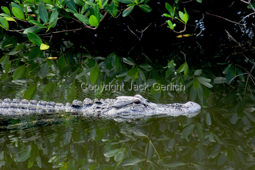 Photography-Animals-On Patrol