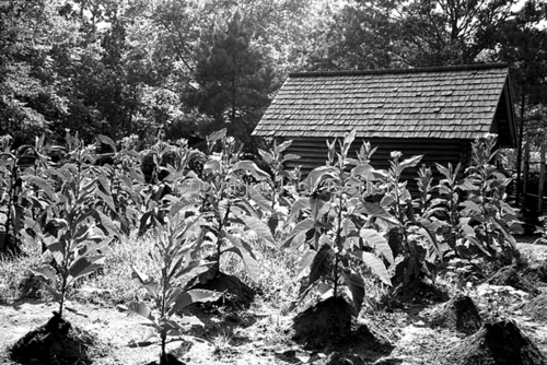 Photography-Editorial-Tobacco Rows