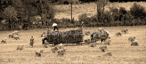 Photography-Landscape-Amish Harvest