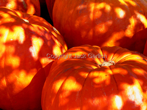 Photography-Editorial-Fire Pumpkins