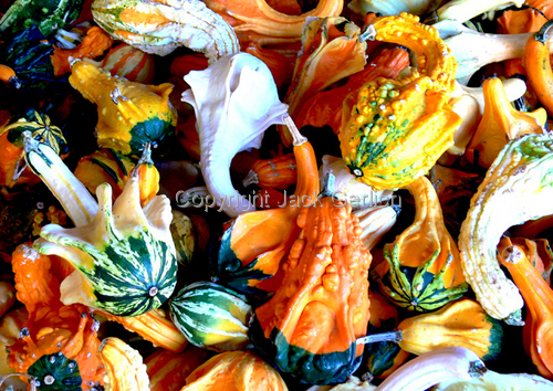 Photography-Editorial-Gourds 1
