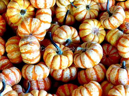 Photography-Editorial-Gourds 3