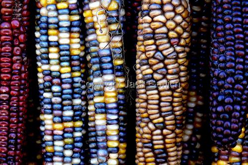 Photography-Editorial-Indian Corn II