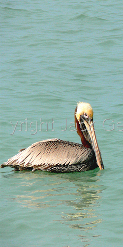 Photography-Animals-Party of One