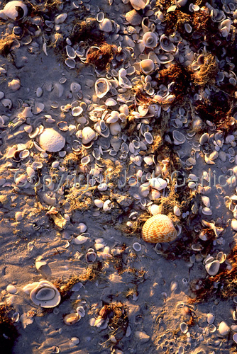 Photography-Editorial-Seashells At Sunset