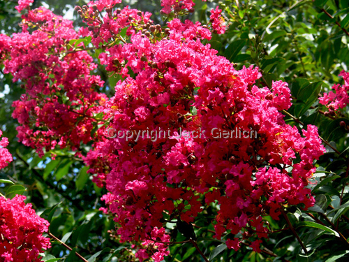 Photography-Floral-Crepe Myrtle