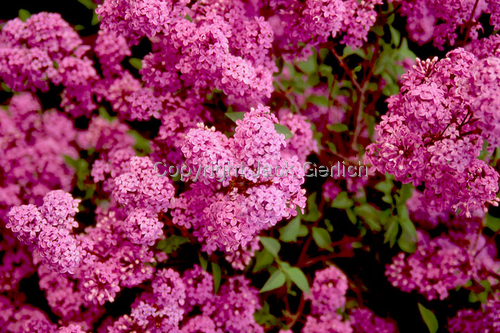 Photography-Floral-Lilac Wishes