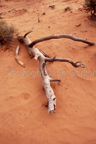 Photography-Nature-Adrift in the Sand