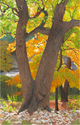 Lacey Oak in the Lost Maples