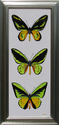 Three Green Birdwings
