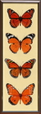 Milkweed Royalty
