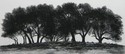 Salado Oaks