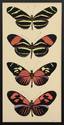 Heliconius Collection
