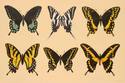 Swallowtails of Texas