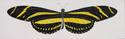 Zebra Butterfly