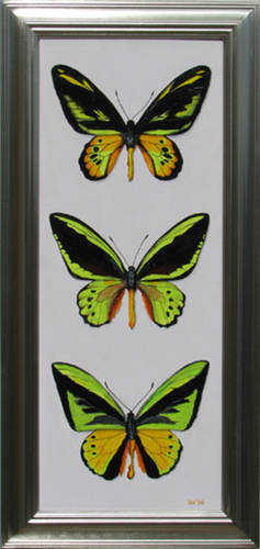 Three Green Birdwings