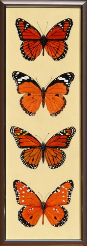 Milkweed Royalty