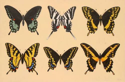 Swallowtails of Texas