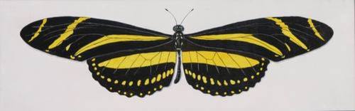 Zebra Butterfly